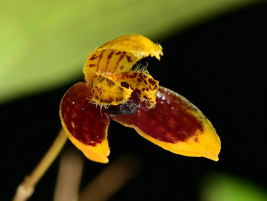 Bulbophyllum catenulatum