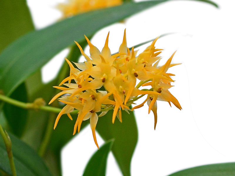 Bulbophyllum cephalophorum