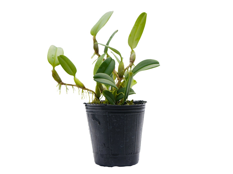 Bulbophyllum chrysendetum