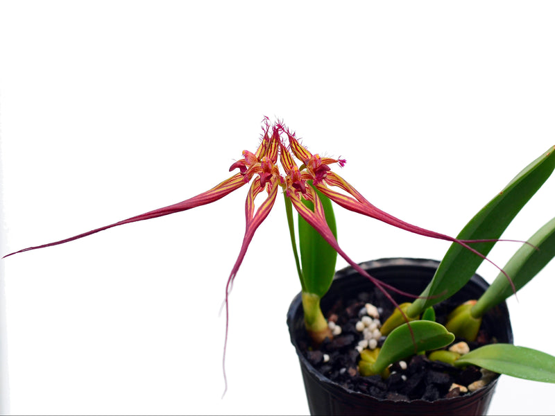 Bulbophyllum collettii
