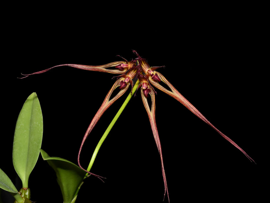 Bulbophyllum collettii