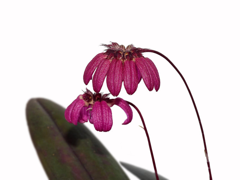 Bulbophyllum corolliferum