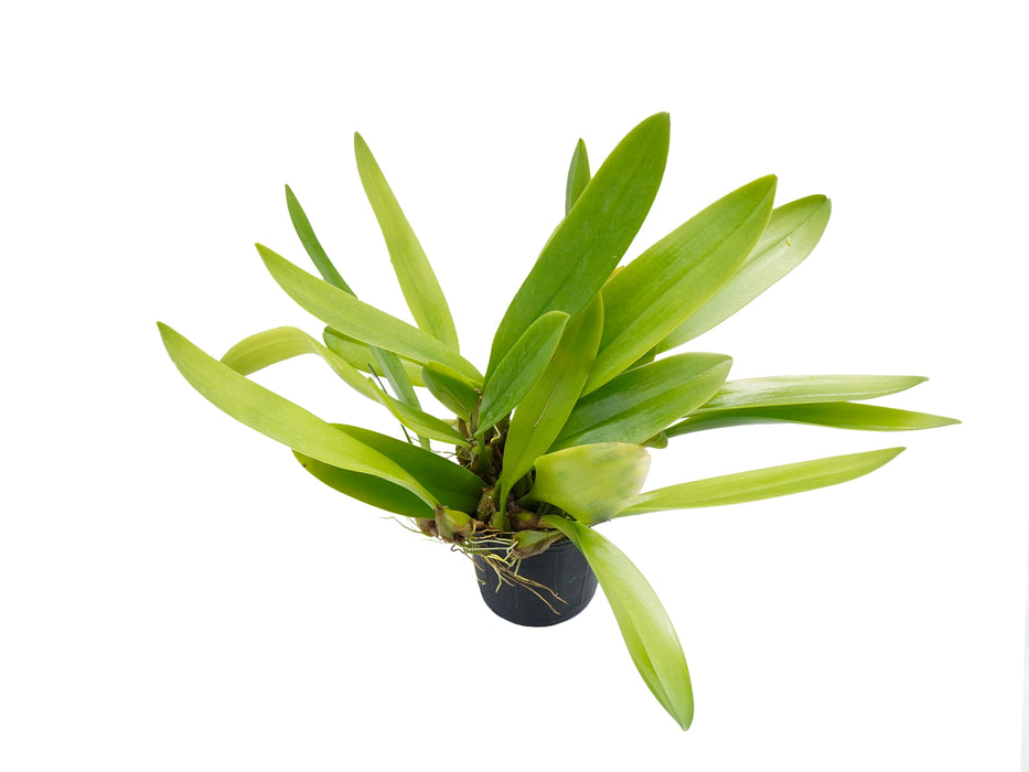 Bulbophyllum corolliferum var atropurpureum