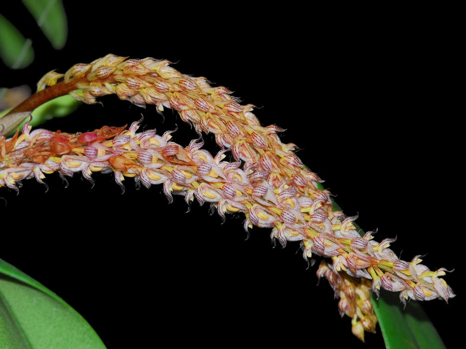 Bulbophyllum crassipes