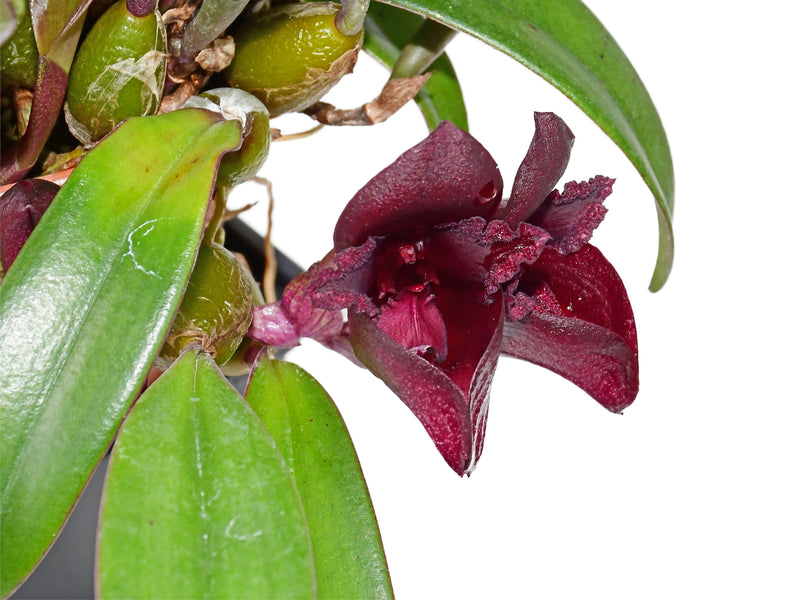 Bulbophyllum cruentum