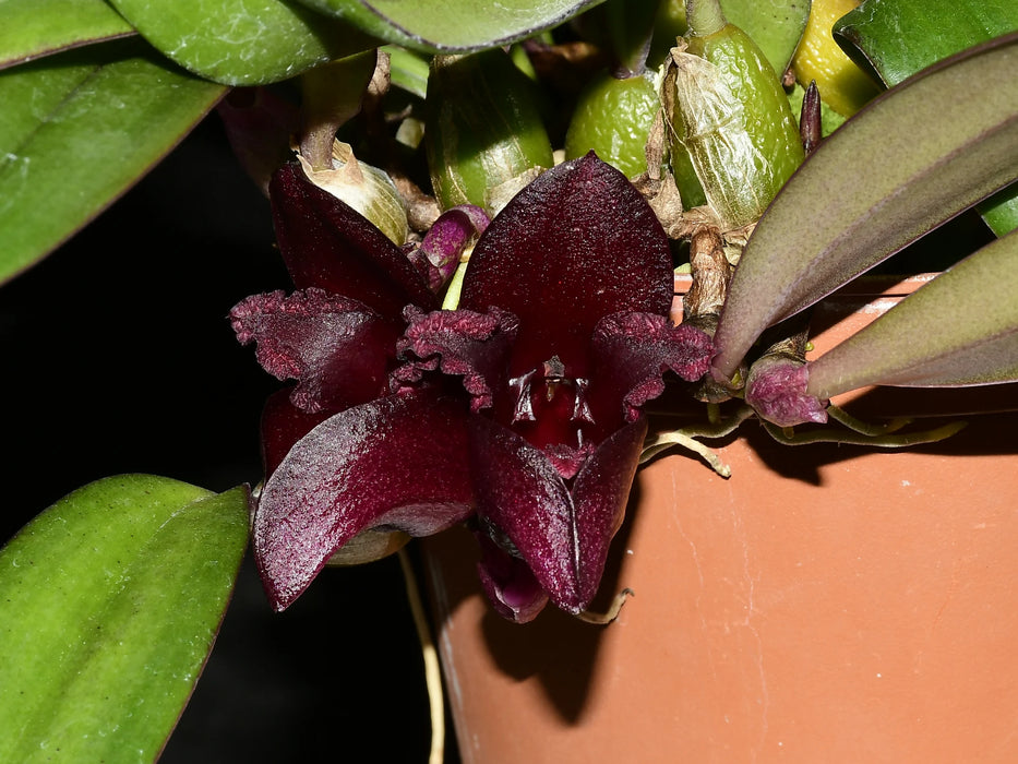 Bulbophyllum cruentum