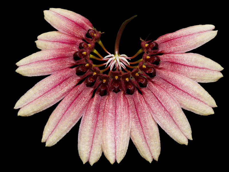 Bulbophyllum cumingii