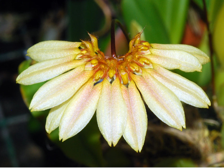 Bulbophyllum cumingii var. flavences