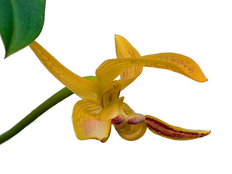 Bulbophyllum dearei