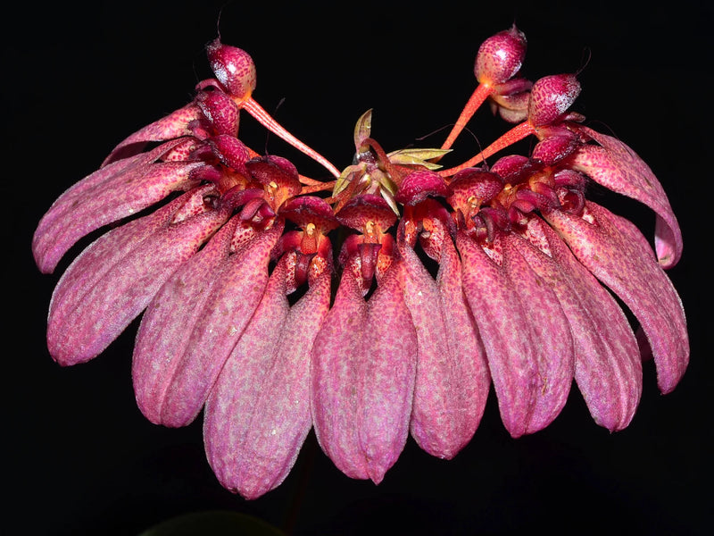 Bulbophyllum eberhardtii syn picturatum