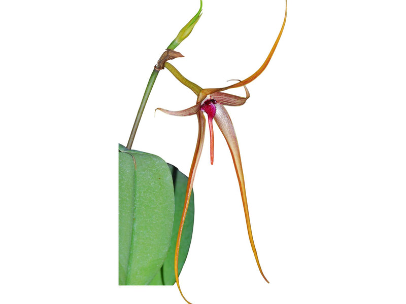 Bulbophyllum echinolabium