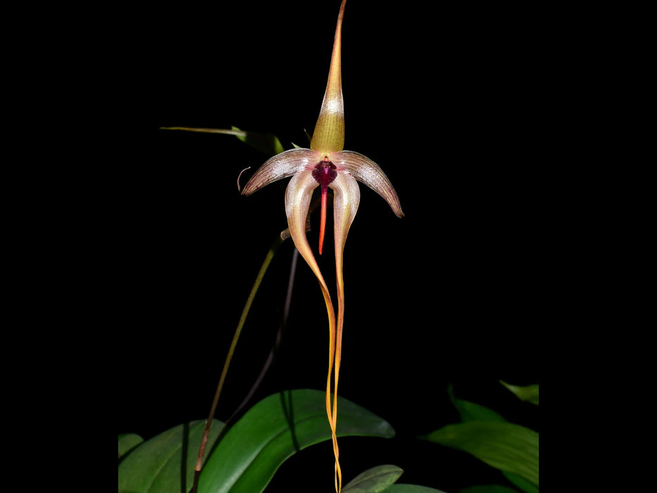 Bulbophyllum echinolabium