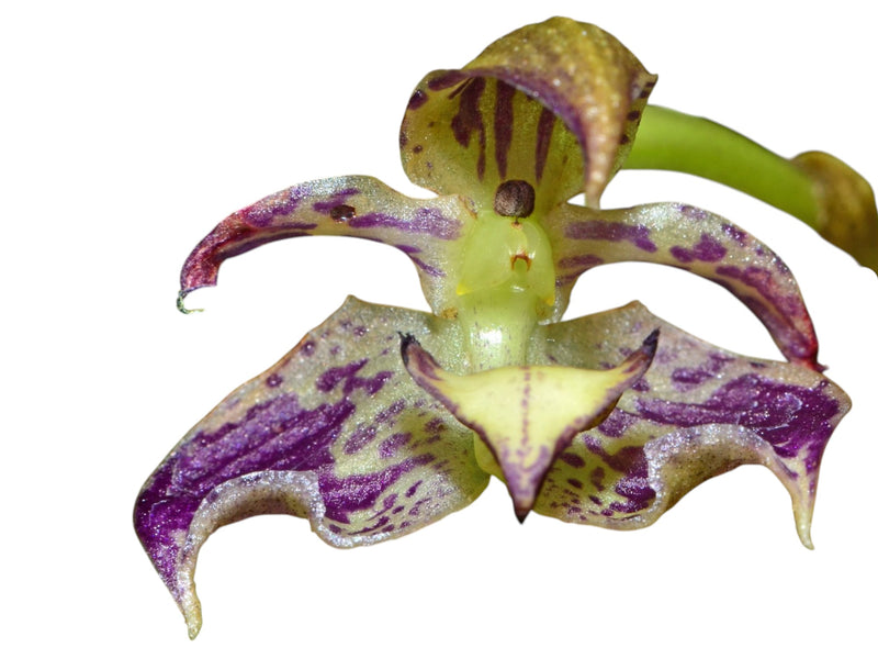 Bulbophyllum ecornutum