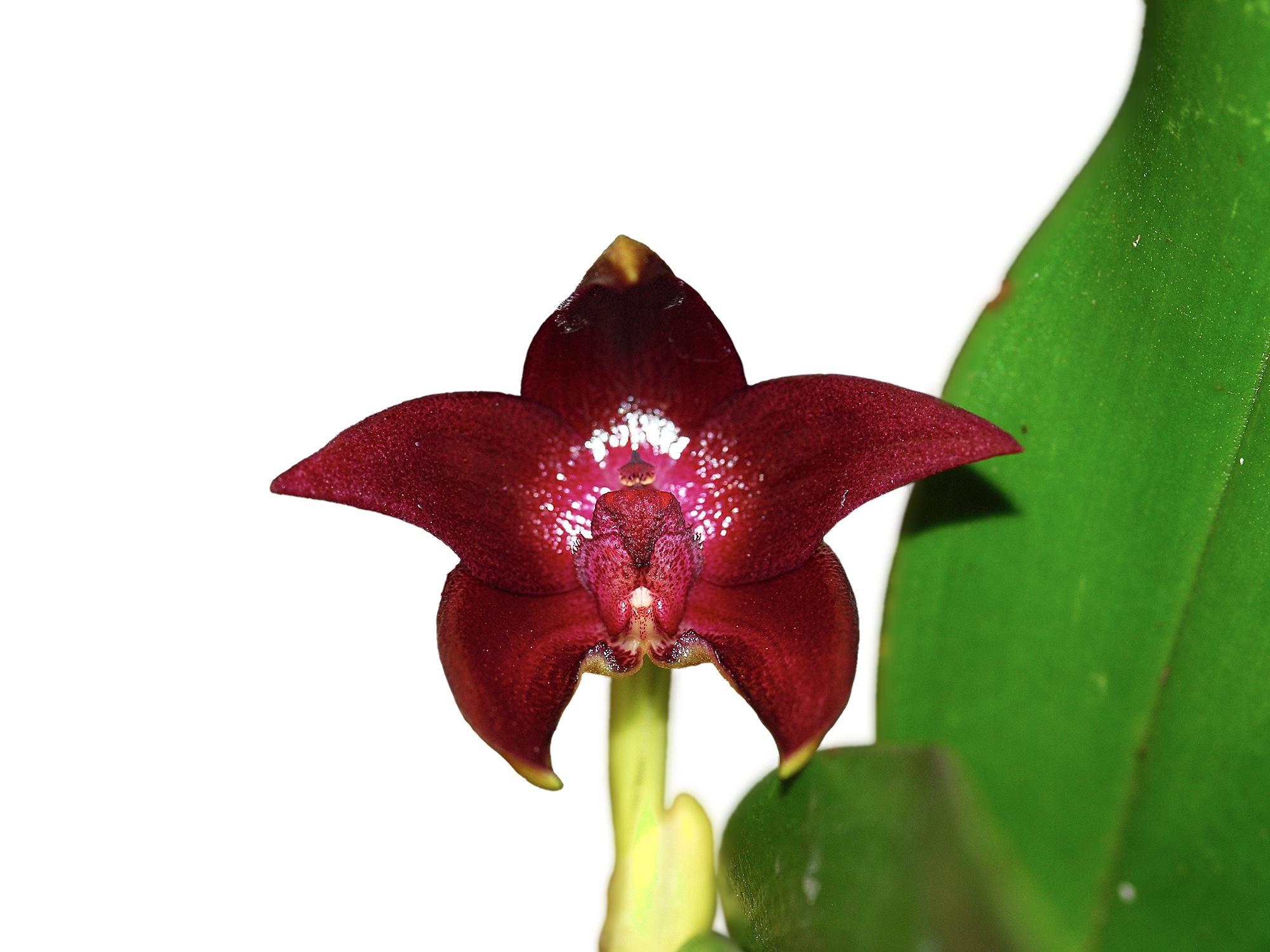 Bulbophyllum elevatopunctatum