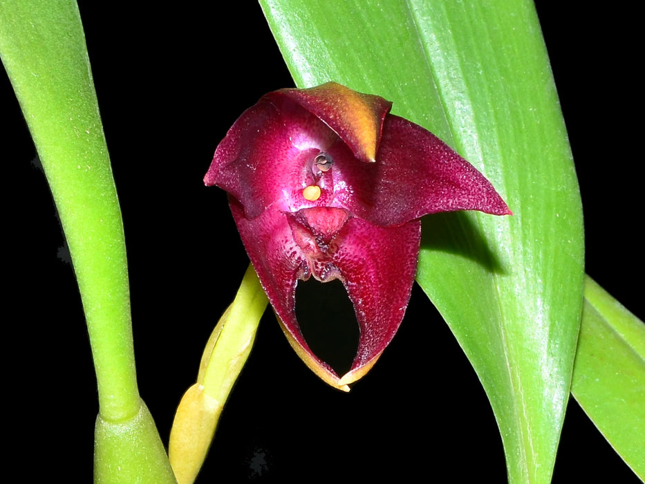 Bulbophyllum elevatopunctatum