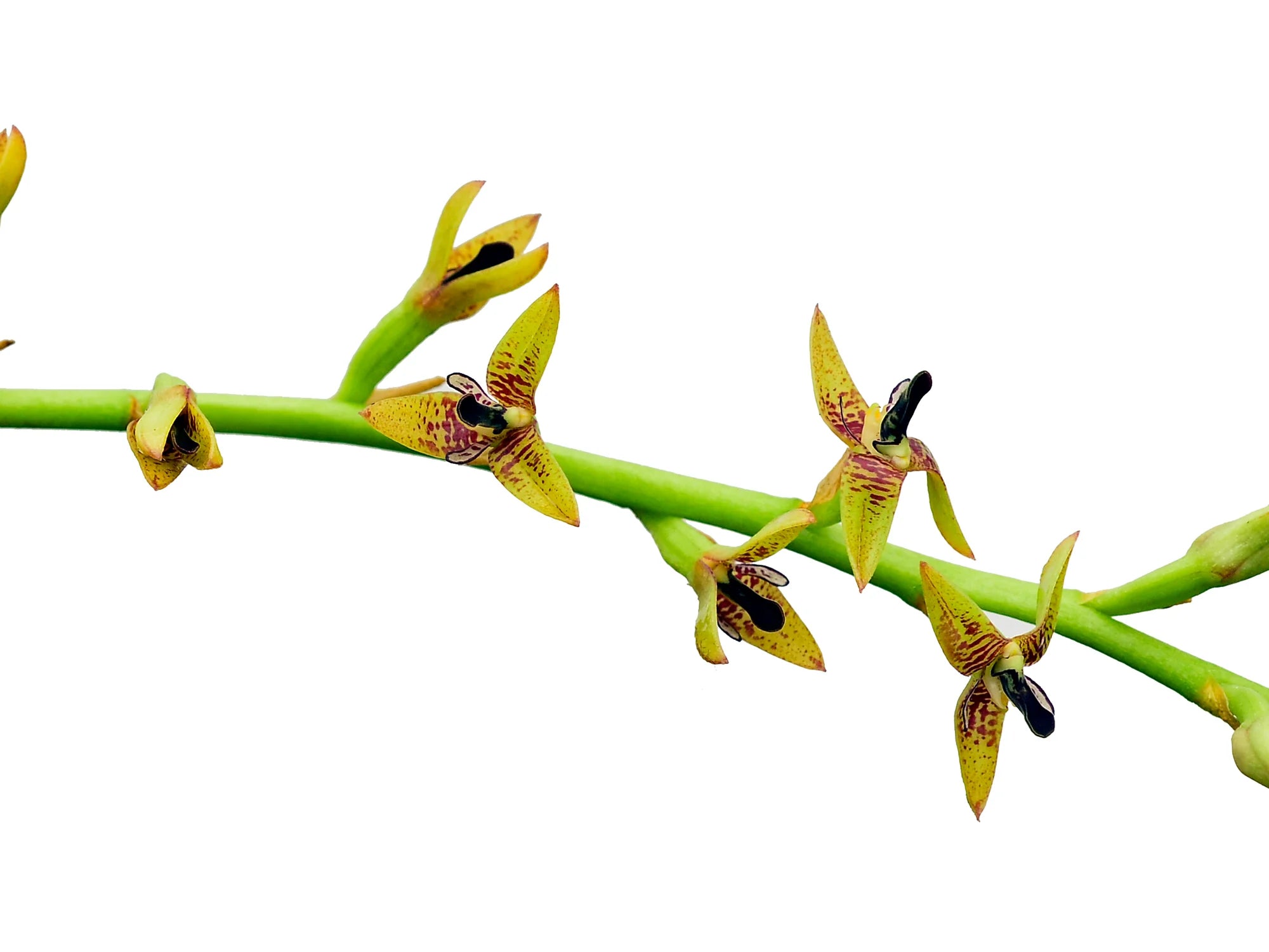 Bulbophyllum exaltatum