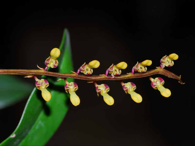 Bulbophyllum falcatum