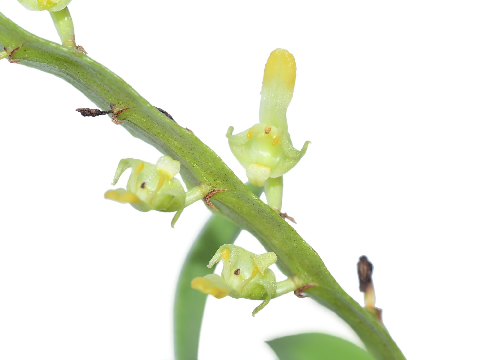 Bulbophyllum falcatum alba