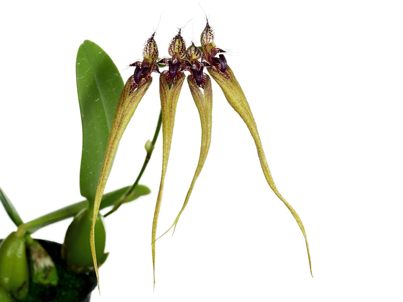 Bulbophyllum fascinator