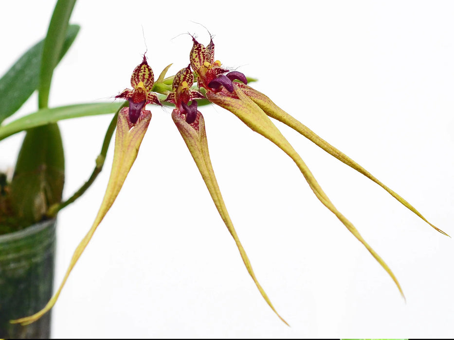 Bulbophyllum fascinator var. hampaliana