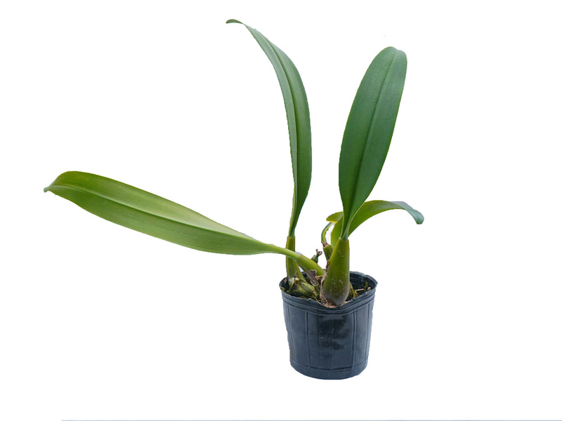 Bulbophyllum forrestii