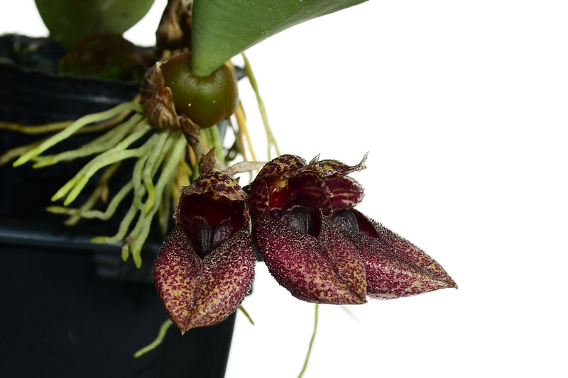 Bulbophyllum frostii
