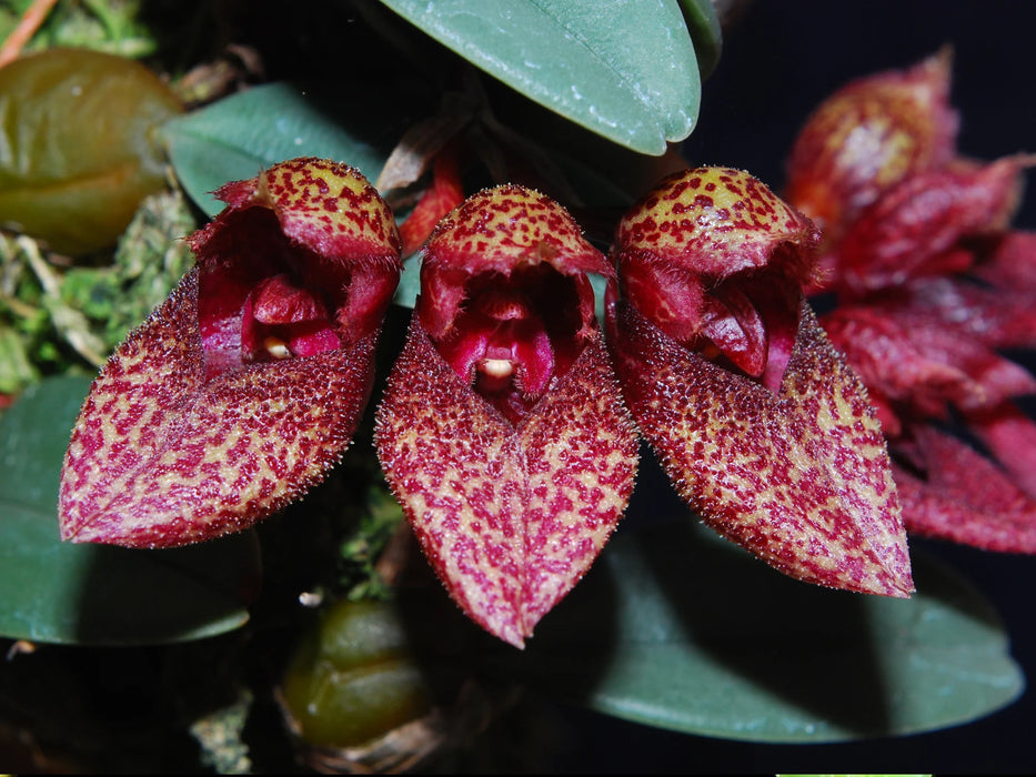 Bulbophyllum frostii