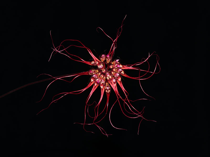 Bulbophyllum gracillimum