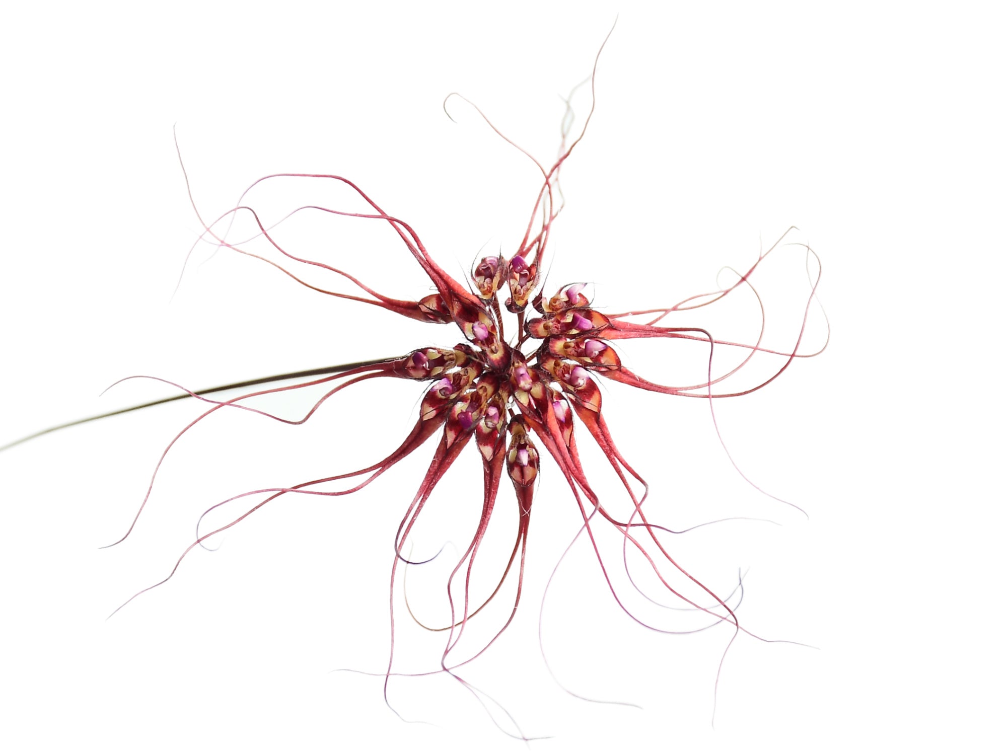 Bulbophyllum gracillimum