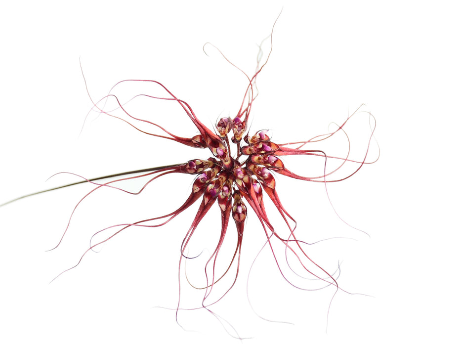 Bulbophyllum gracillimum