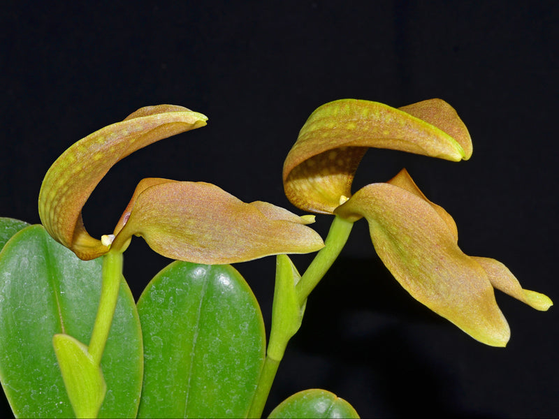 Bulbophyllum grandiflorum