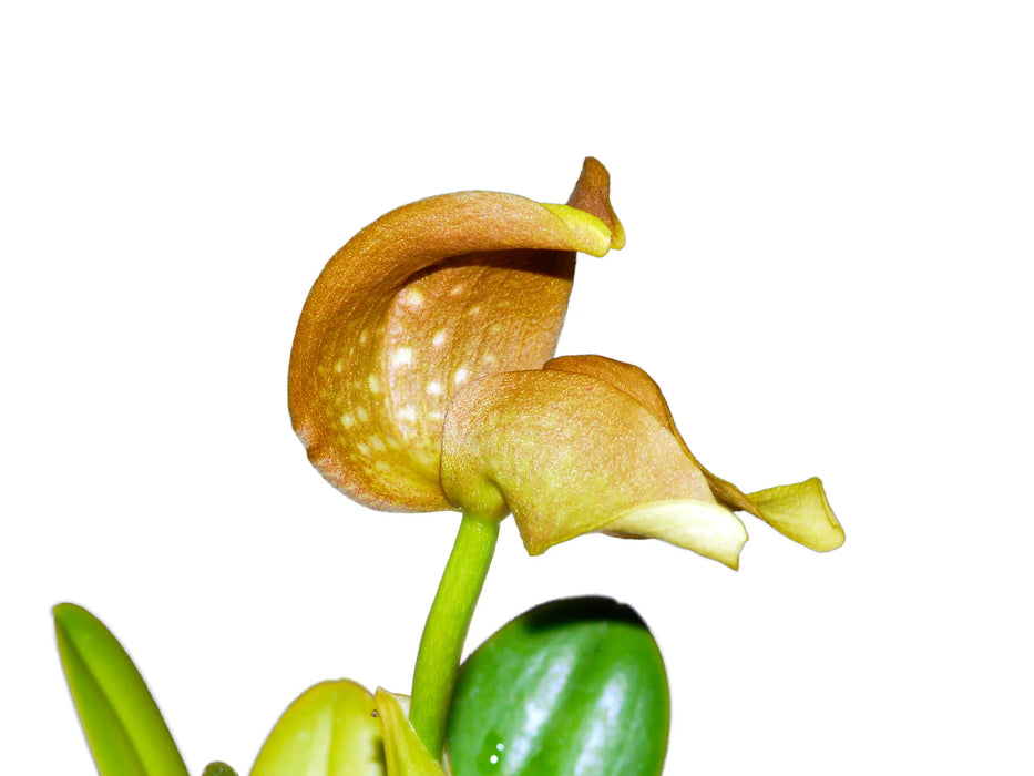 Bulbophyllum grandiflorum