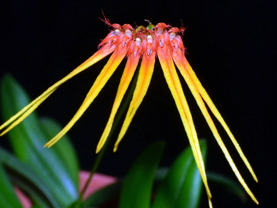 Bulbophyllum hirundinis