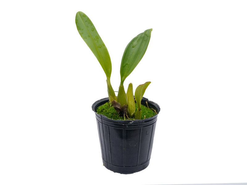 Bulbophyllum inacootesiae