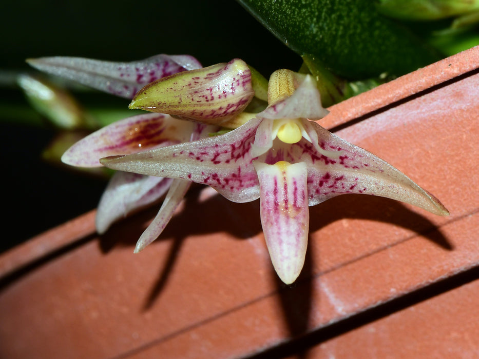 Bulbophyllum infundibuliforme subsp. infundibuliforme