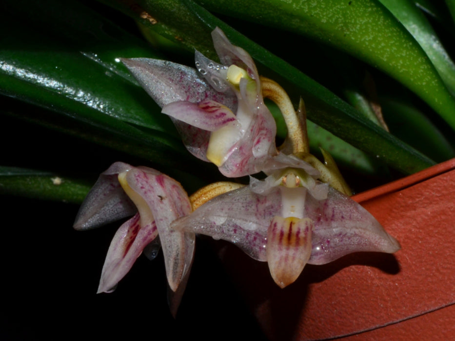 Bulbophyllum infundibuliforme subsp. infundibuliforme