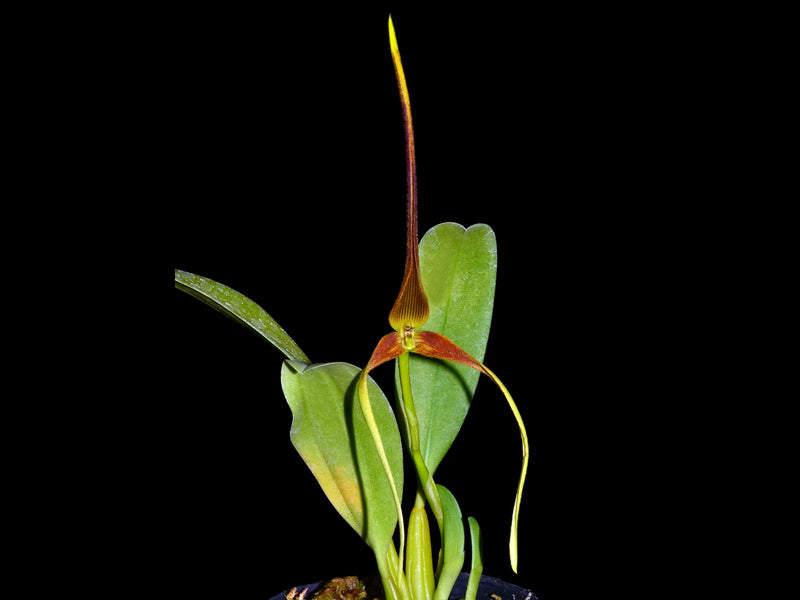 Bulbophyllum kermesinum