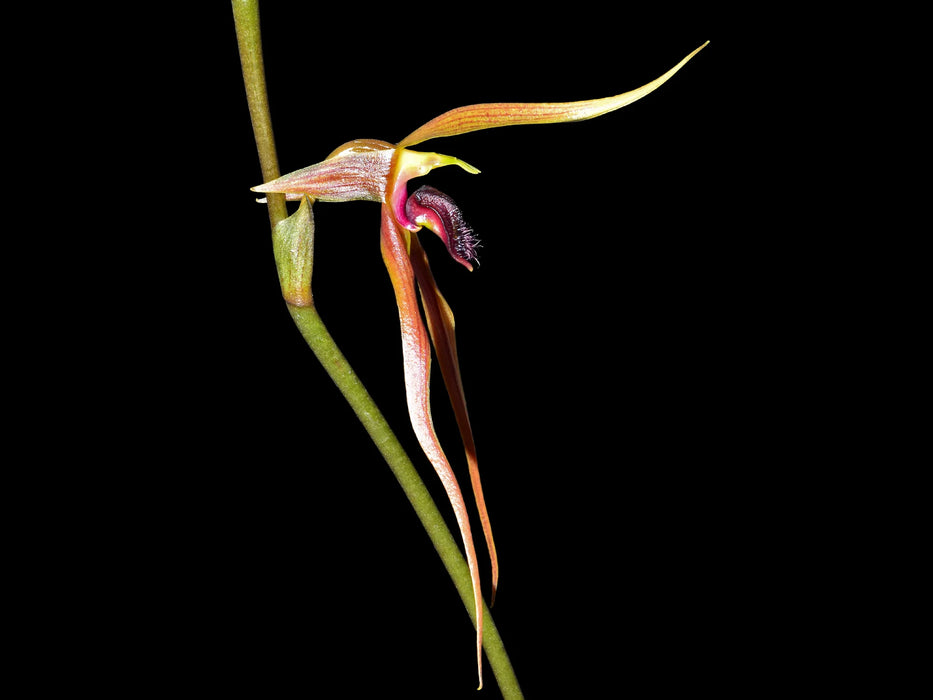 Bulbophyllum klabatense subsp. sulawesii