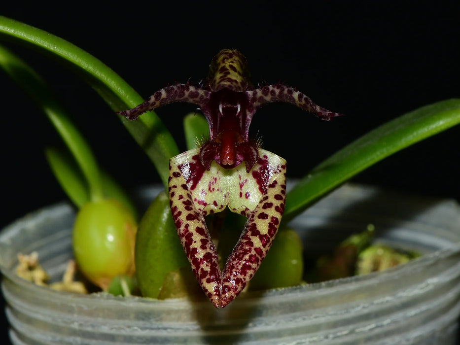 Bulbophyllum lasiochilum