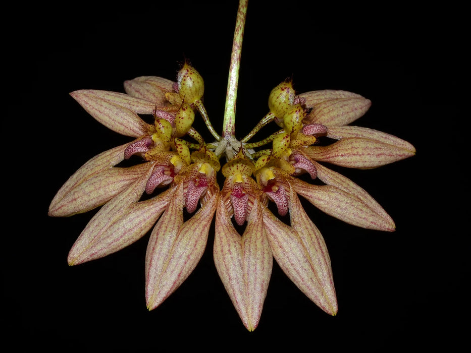 Bulbophyllum lepidum