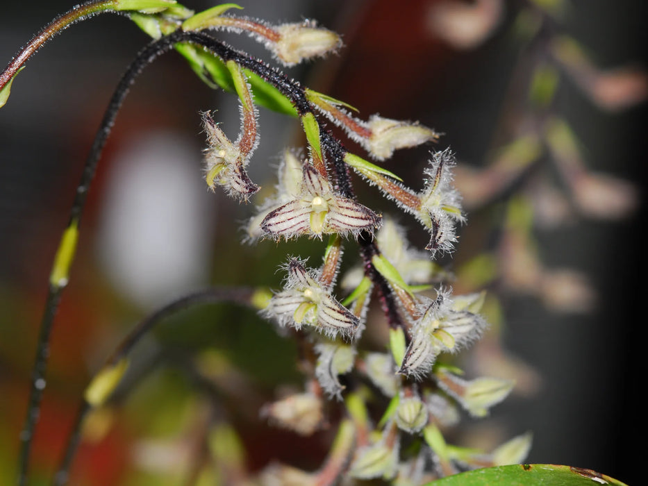 Bulbophyllum lindleyanum