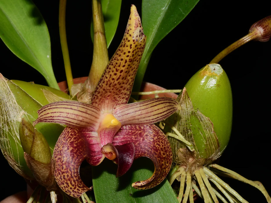 Bulbophyllum lobbii subsp. breviflorum