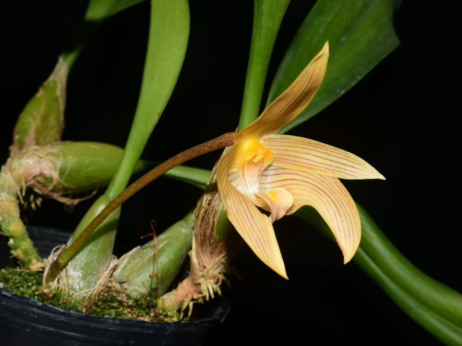 Bulbophyllum lobbii var. polystictum