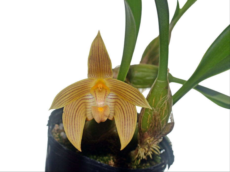 Bulbophyllum lobbii var. polystictum