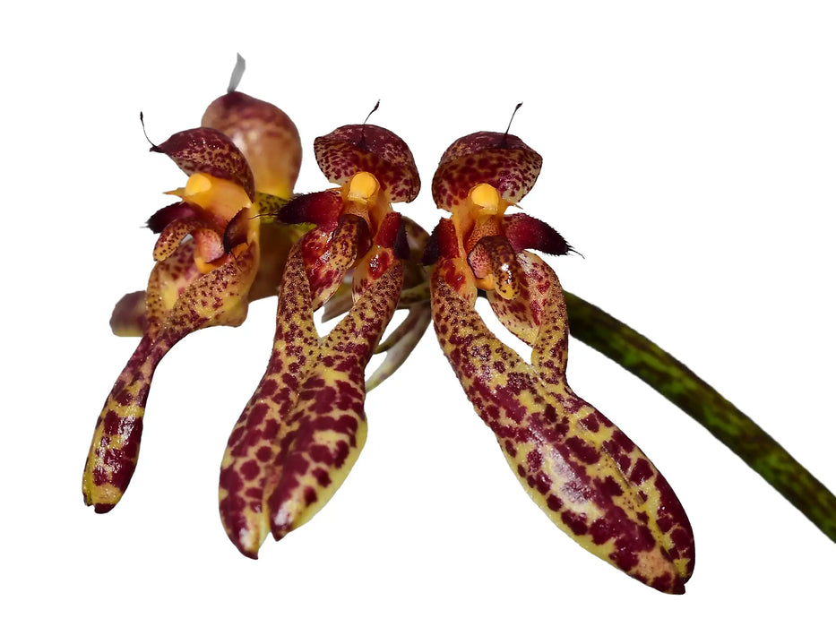 Bulbophyllum longiflorum pink spotted