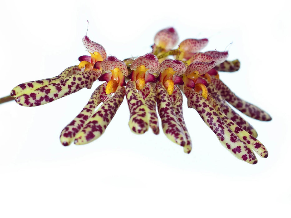 Bulbophyllum longiflorum spotted