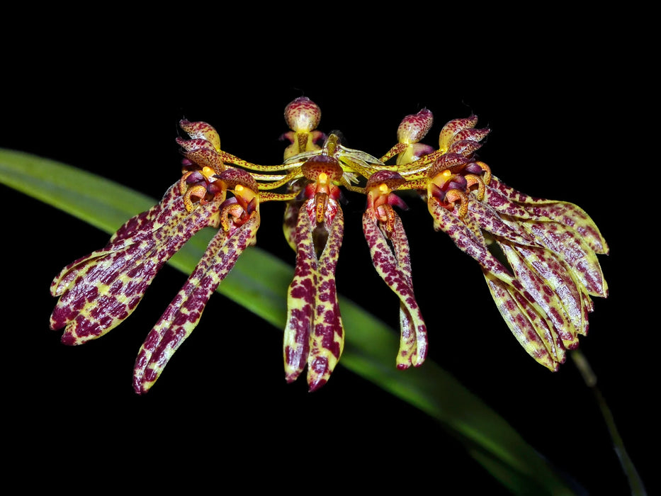 Bulbophyllum longiflorum spotted