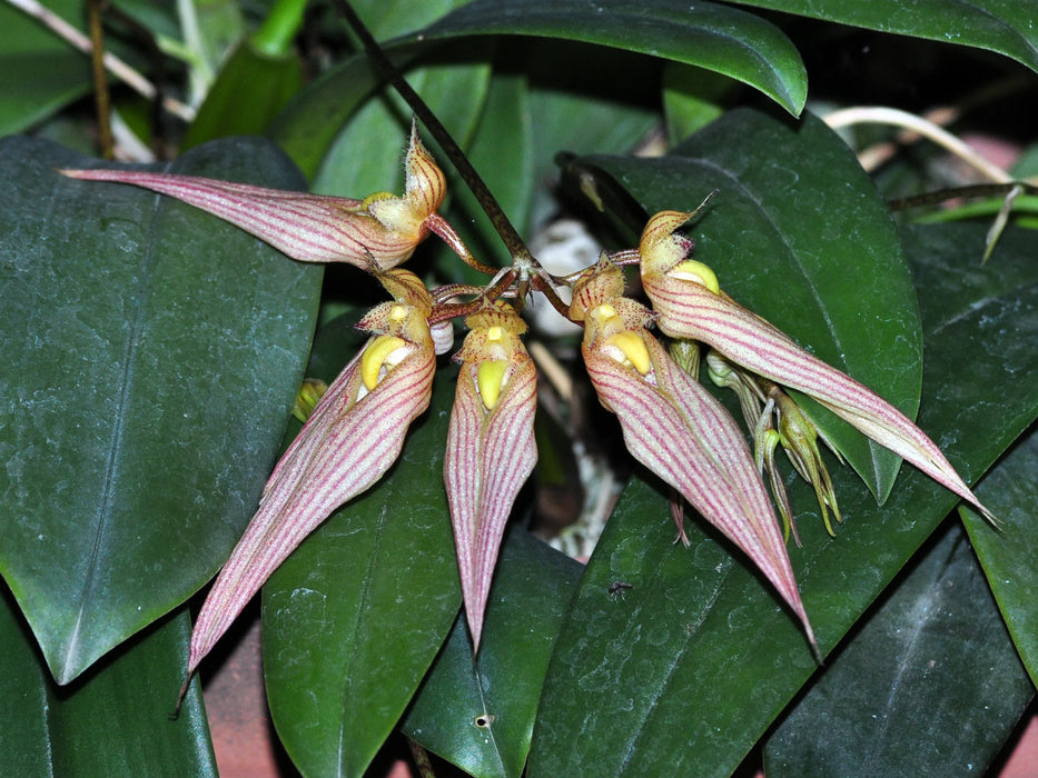 Bulbophyllum longissimum