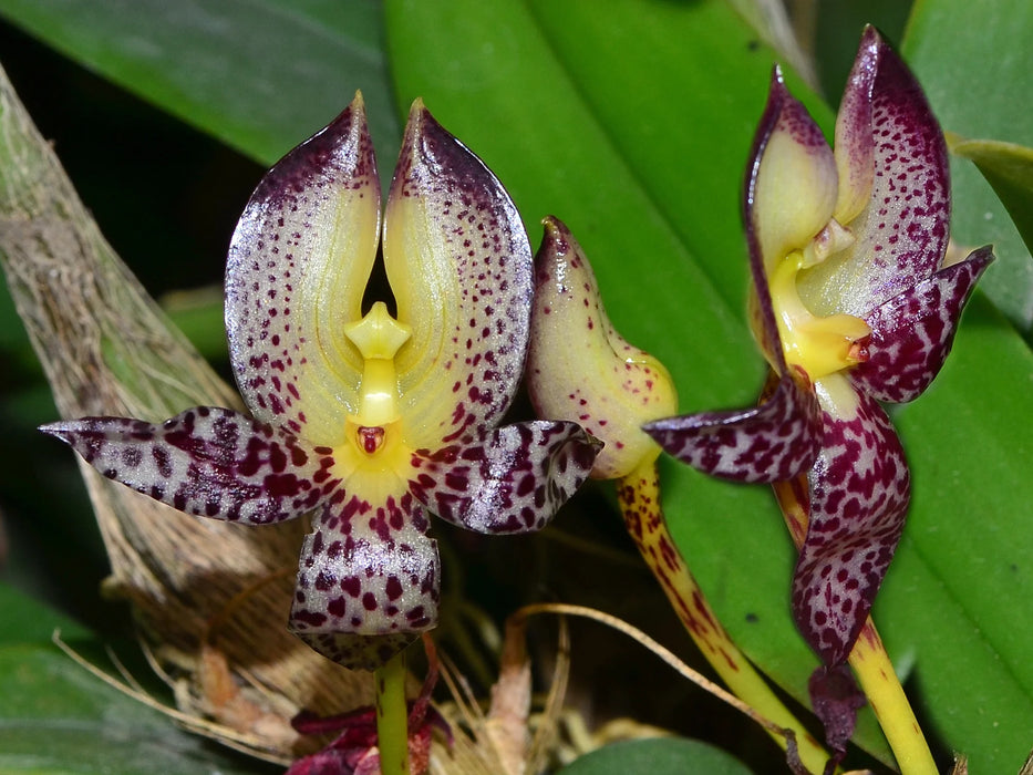 Bulbophyllum macranthum