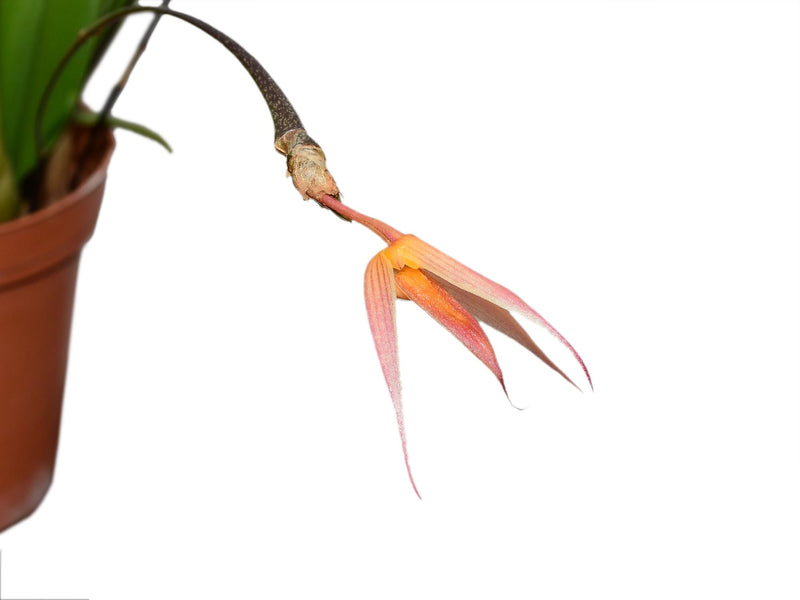 Bulbophyllum macrochilum